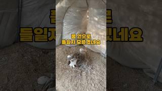 알을 품고 있는 거위에게 알 3개를 더 놔주면?
