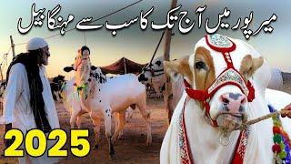 Mirpur Qurbani Mandi 2025 | Most Expensive bull in Mandi | 3 Lakh Ka Bakra | Rates Ne Hosh Ura Diye