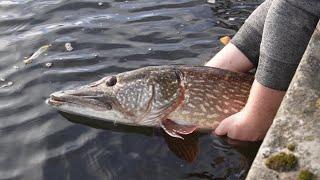 Massive 20lb Urban Canal Pike Ate My Dead RAT! PB!