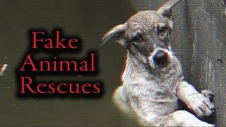 YouTube's Fake Animal Rescue Ring