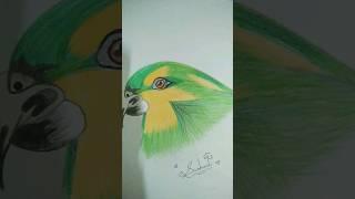 Rare  parrot  sketch #sushma,s  sketch #shorts