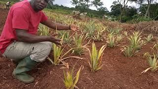 Nouvelle technique de planting de l'ananas sur butte !  Les merveilles de l'agriculture paysanne.