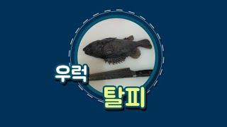 우럭 탈피 깰꼼^^~