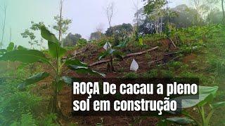 ANDAMENTO DA ROÇA DE CACAU A PLENO SOL (INÍCIO)