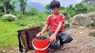 single mother; single mother and her son harvest field snails to sell, single mother's life