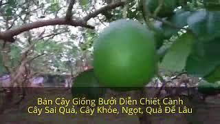 Giống Bưởi Diễn Chuẩn Tại Đất Phú Diễn- Bắc Từ Liêm. Tư Vấn: 096.239.2038