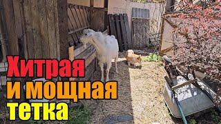 Весь день уборка》Сено как чугунный мост‍️》У меня уже целая лаборатория