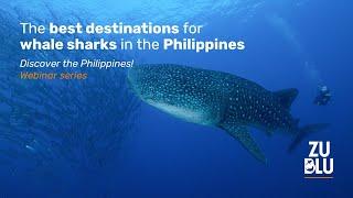 The best destinations for whale sharks in the Philippines