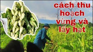 Cách thu hoạch vừng và lấy hạt trên vùng cao sẽ như nào? / ĐẠT TÀO LAO