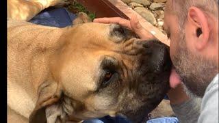 Big Boerboel Molly & The Only Vet she Loved #boerboel #shortvideo #viralvideo