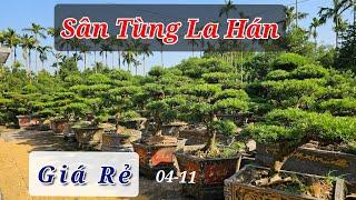 Bắt gặp Sân Tùng La Hán Trong Dân Giá Rẻ| Báo Giá Cây Sanh Vip Mới