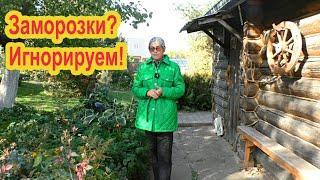 Заморозки!  Что делать с растениями?