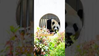 5.21福宝笑着打包了根竹子#大熊猫福宝 #panda #푸바오  #大熊猫 #国宝 #来这吸熊猫#福寶 #fubao