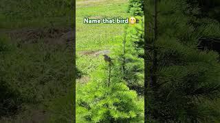 Little bird on a tree. #birds #nature #naturelovers #guessthatbird