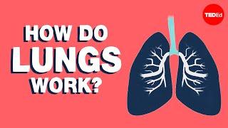 How do lungs work? - Emma Bryce