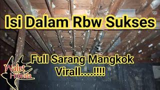 Rumah Burung Walet Sukses Full Sarang