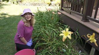 What I do with my daylilies after they have bloomed