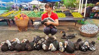 Harvesting Geese for Market | Selling and Buying Baby Geese to Raise | Phương New Bushcraft