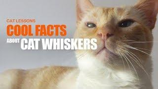 Cool Facts About Your Cat's Whiskers