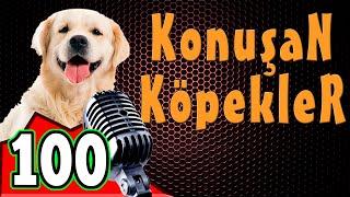 Komik Köpek Videoları - Konuşan Köpekler ve Kediler 100