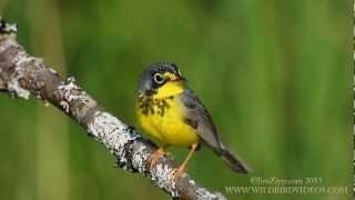 Canada Warbler