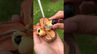 Did You Know These Unique Fruits Exist? 