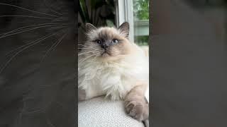  You can find me on meowoff.us