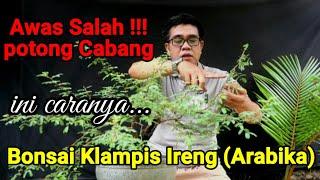 Cara Potong atau Pres Bonsai Klampis Ireng ( Arabika )