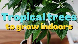 10 Best Indoor Trees To Brighten Your Home | Tropical Trees To Grow Indoors