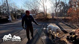 早朝散歩の再開で久しぶりにみんなでお散歩したアランとベルです　Great Pyrenees　グレートピレニーズ