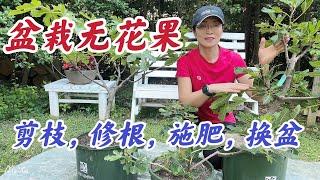 盆栽无花果春季修剪，修根，施肥，换盆。#盆栽无花果家庭有机种植栽培系列 （点击CC观看字幕）