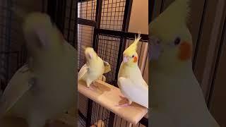 Cockatiel cockie singing #cockatiel #cockatielsinging #parrot #cute #birds