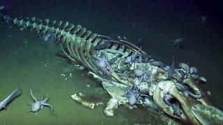 Top 10 Disturbing Creatures Recently Found in the Indian Ocean