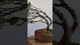 how to make wind swept style bonsai #bonsai #bonsaitree #nature #bonsaiart #art