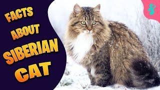 10 Facts About Siberian Cats | Furry Feline Facts