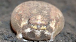 Rain frogs are so cute in close-up shots.