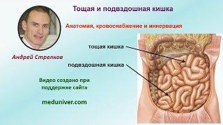 Анатомия тощей и подвздошной кишки, кровоснабжение и иннервация - meduniver.com