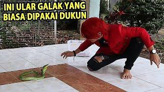 CIUM ULAR ‼️ Pesulap Merah Coba Jadi Pawang Ular - ILMU MERAH