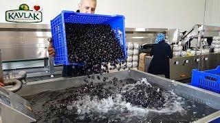 Gemlik Sofralık Siyah Zeytin Nasıl Üretilir? - Kavlak Zeytin & Zeytinyağı Fabrikası