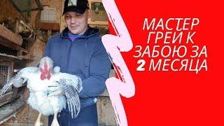 Мастер Грей на убой за 2 месяца. Период за который можно вырастить "цветного" бройлера. "