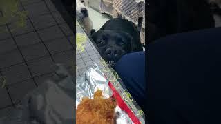 Unleash Laughter with Funny Dog Core Hilarious Moments That Will Make Your Day #FunnyDogs #DogLovers