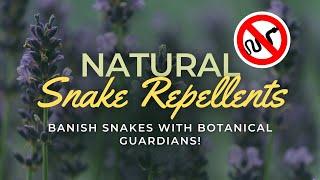 Top 10 Powerful Plants to Repel Snakes from Your Garden 