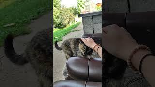 Лучший антистресс: кот, чай и тишина