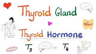 The Thyroid Gland - Thyroid Hormone (T3 & T4) - Endocrine System