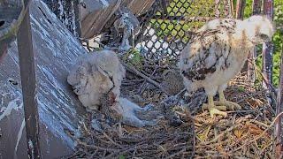 Younger Red-tailed Hawk Sibling Attempts Self-Feeding At Cornell Hawks Nest – May 30, 2025