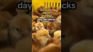 Hatchery rushing to fill orders for chicks as egg prices rise #shorts
