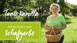 Tante Kamilla - Auf der Suche nach Schafgarbe