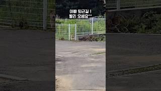 아빠!수고하셨어요 #보리싸리 #허스키 #들개강아지 #강아지 #wilddog #들개 #늑대개 #늑대 #husky #wolfdog #wolf #금요일같은목요일