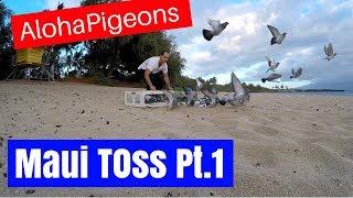 Homing Racing Pigeon Training Part 1