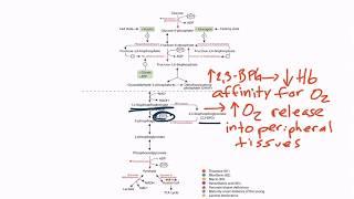 USMLE Step 1 Glycolysis